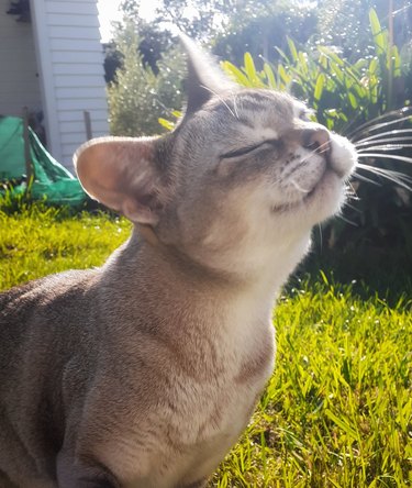 cat basks in glow of sunshine