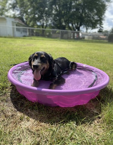A happy dog is cooling off in a purple kiddie pool in a backyard.
