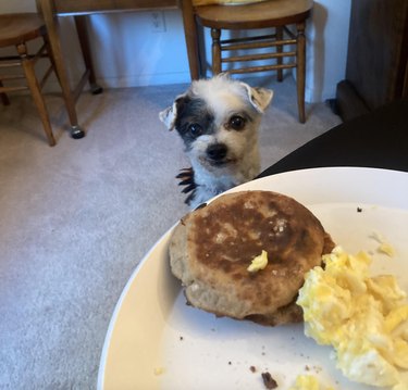 A small dog is staring wide-eyed at a plate with scrambled eggs and an English muffin.