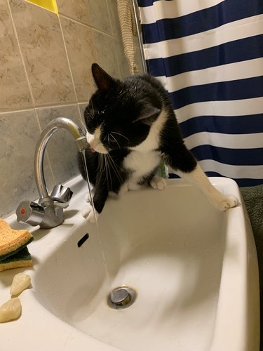 Black and white cat drinks from bathroom faucet
