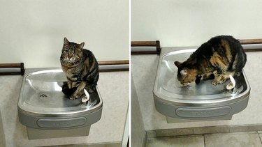 One-eyed cat sits next to drinking fountain waiting for water