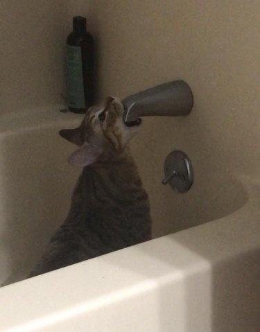 Cat bites bathtub faucet