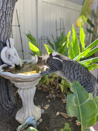Cat drinks from bird bath