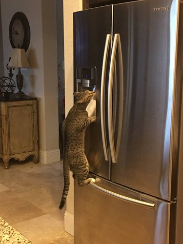 Cat climbs fridge to drink from filtered water