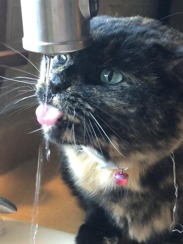 Calico cat drinks from faucet