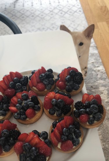 A dog is peering from the corner of a table and eyeing a plate of fruit tartlettes.