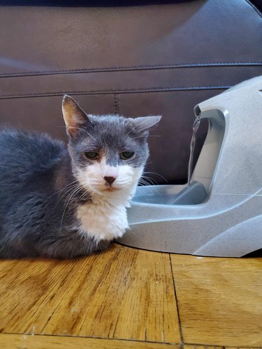 Elderly gray and white cat lays next to water fountain