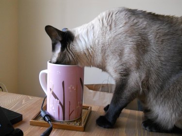 Cat drinks from pink mug
