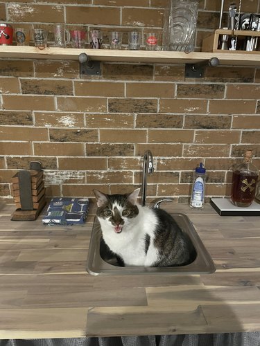 Cat sits in kitchen sink meowing with mouth wide