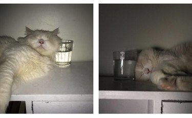 Cat sleeps next to glass of water