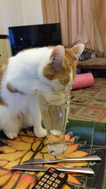 Orange and white cat puts paw and face in water glass while drinking from it