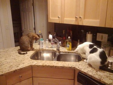 Two cats sitting on kitchen counter stare down sink drain