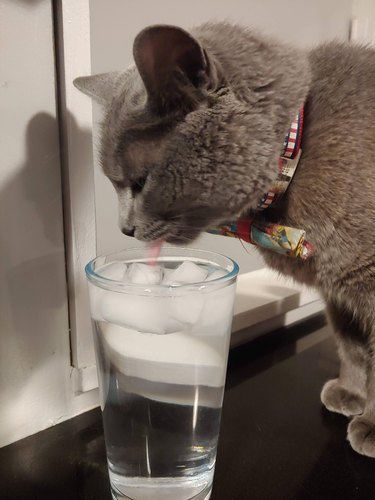 Gray cat drinks from glass of ice water.