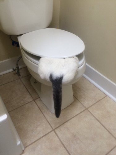 White cat with black tail drinks from toilet bowl and gets smashed between lid and seat