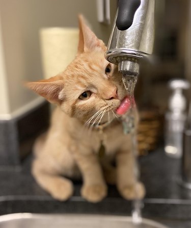 Orange cat drinks from kitchen faucet