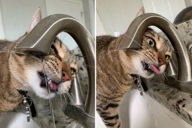 Cat drinks from bathroom faucet