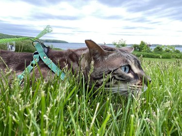 stealthy cat walks low through grass"