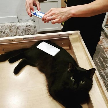 man uses black cat as backdrop for mobile check deposit