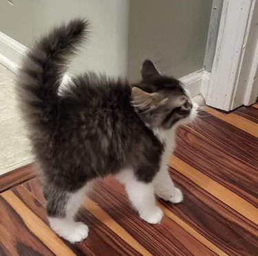 kitten curls tail at sight of dog