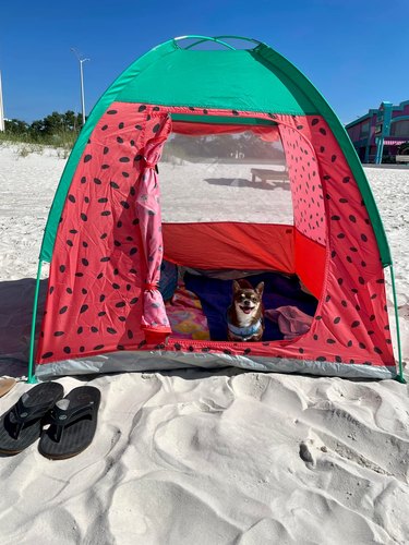 dog enjoying day at beach in a tent