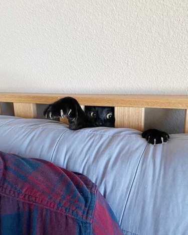 black cat reaching through slats in futon frame
