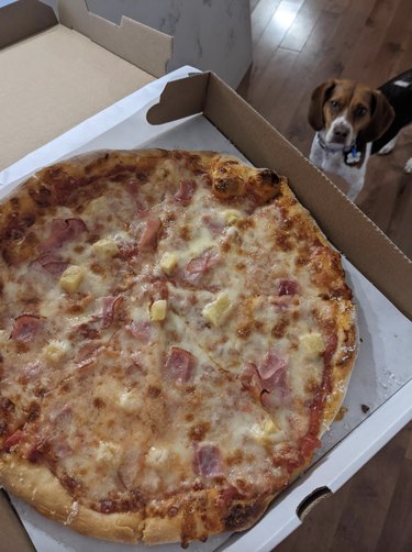 A beagle is looking up at a pizza with ham and pineapple.