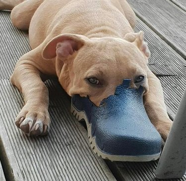 dog sleeps with face in Croc shoe