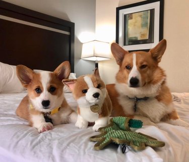 corgis pose with stuffed animal corgi