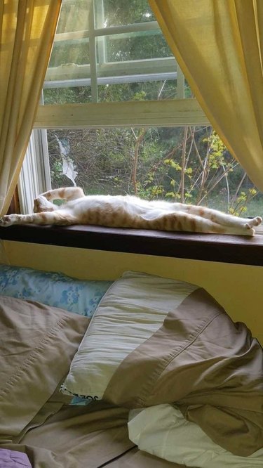 orange cat sleeping in window sill