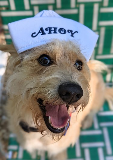 smiling dog wearing "Ahoy" cat