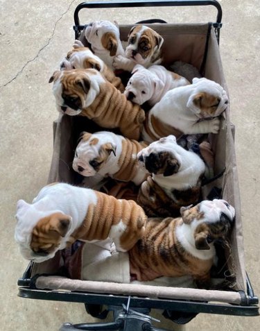 Ten English bulldog puppies sitting in a canvas wagon.