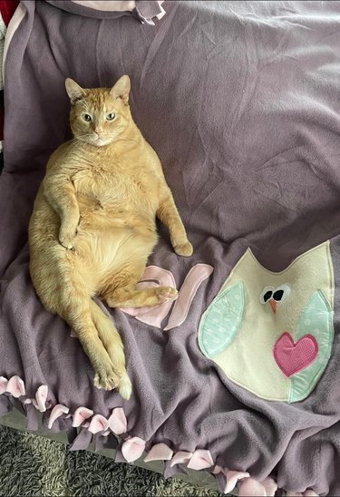 An orange cat steals baby's blanket.