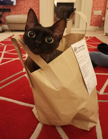 cat in shopping bag