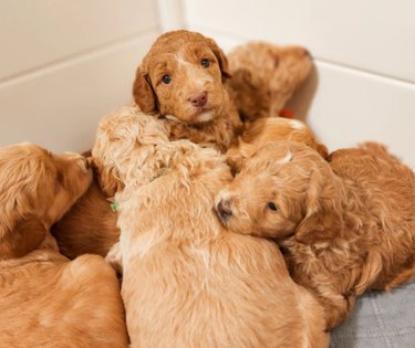 Six goldendoodle puppies laying in a pile on a dog bed.