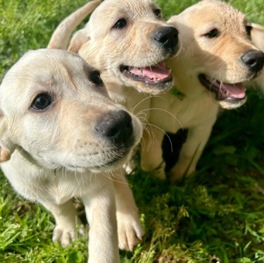 Three yellow Labrador puppies standing on grass.