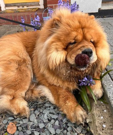 A chow-chow dog laying in a garden in front of purple flowers.