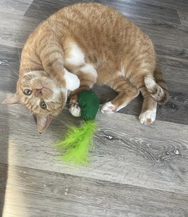 An orange cat is curled up and looking at the camera while playing with a cat toy.