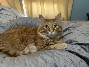 An orange cat pancakes sleeping man.