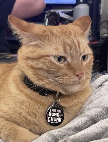 Orange cat wearing collar that reads "I put the hunk in chunk".
