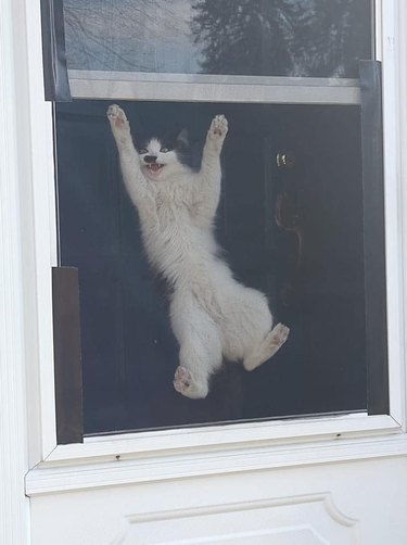 A white cat is hanging onto a window screen.