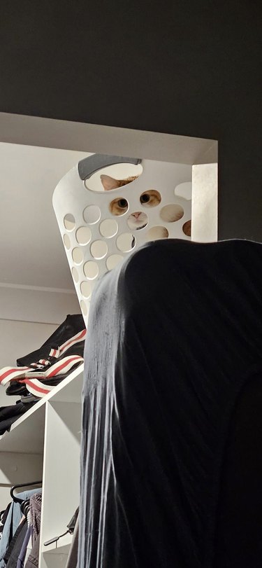 A cat is staring at the camera through the holes in a laundry basket.