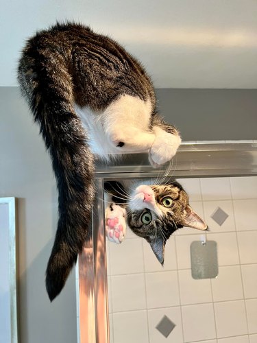 A cat is on a shower door and looking at the camera in an upside down position.