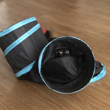 A black cat is playing in a cat tunnel.
