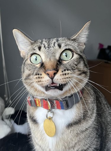A cat with green eyes has a shocked look.