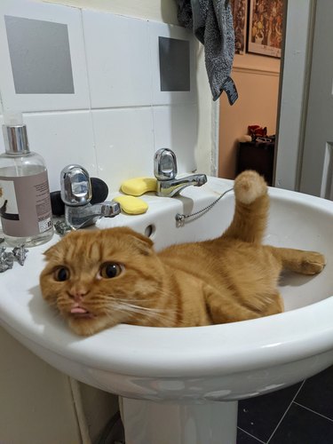 An orange cat is in a sink and doing a blep.