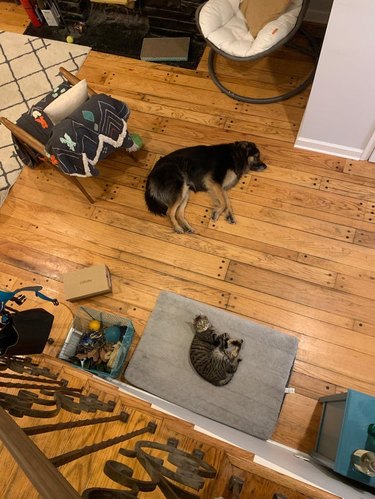 Dog sleeping on floor next to cat on large dog bed