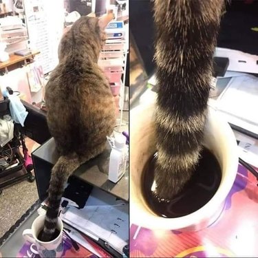 Cat sitting with tip of tail in cup of coffee