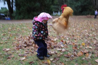 Rooster flying at toddler