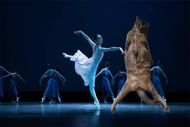 cat photoshopped dancing with ballerina