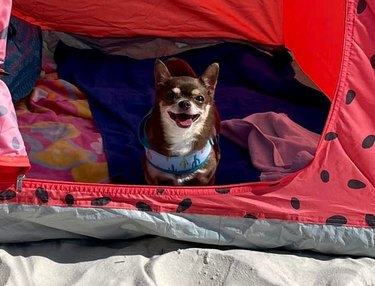 dog in watermelon cabana on beach